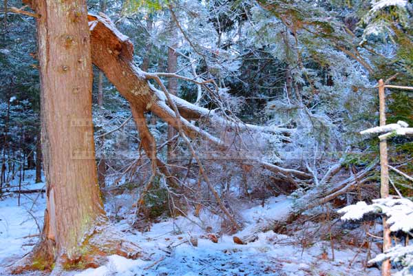 Tree with a broken branch, winter forest nature pictures