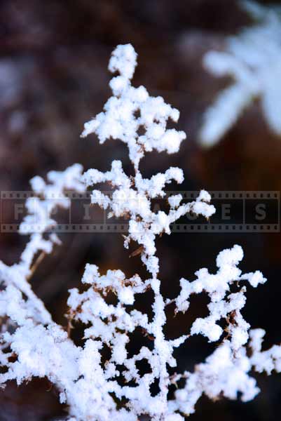 Winter nature photography - pay attention to details