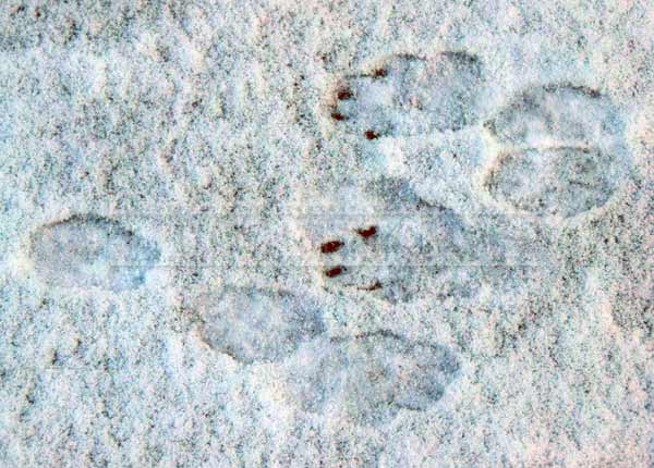 Rabbit tracks in fresh snow, hiking trail winter picture