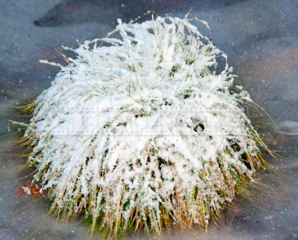  grass with snow winter photo