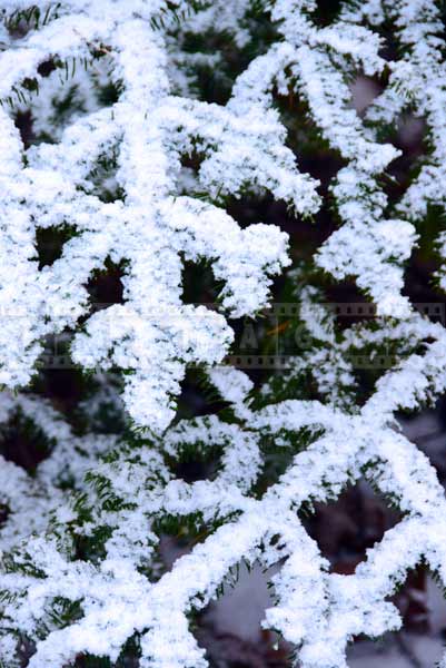 Snow covered spruce branches make nice nature wallpaper