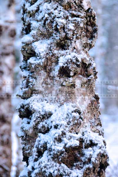 Close up photo of a bark texture, winter nature pictures