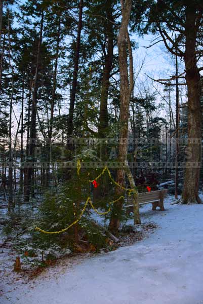 Christmas tree decorations on the hiking trail