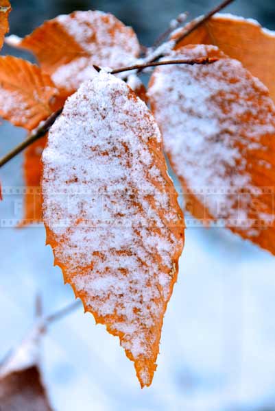 Winter nature detail 