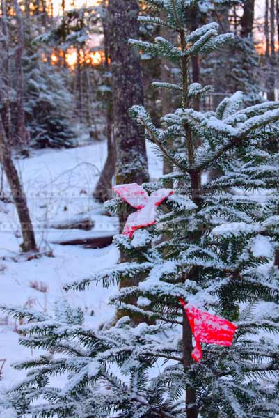 Red Christmas decorations on a small tree, winter hiking trail pictures