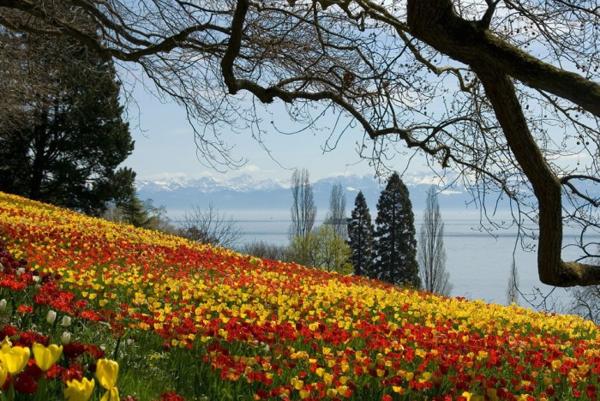 flowers, hill woth yellow and red tulips