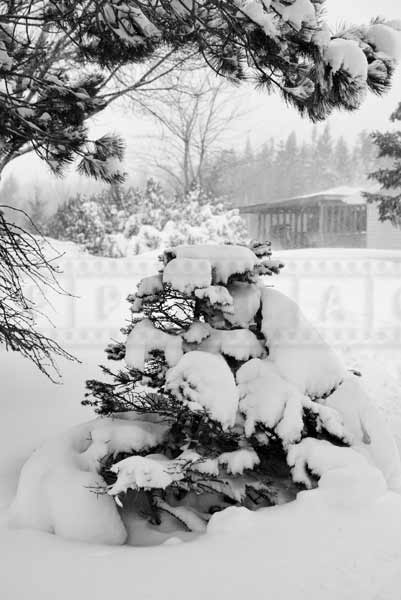 Small spruce tree covered with snow