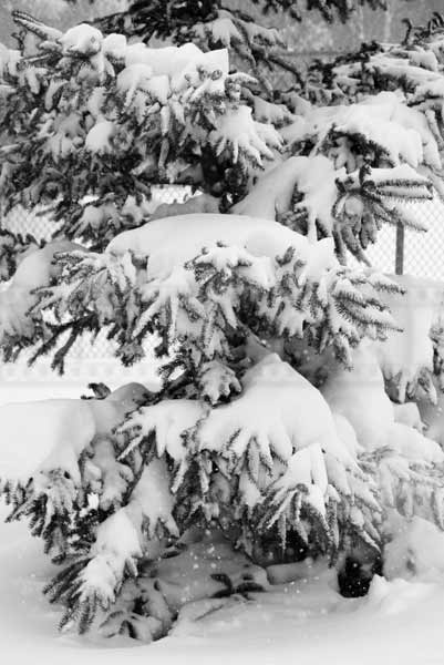 Evergreen tree in snow