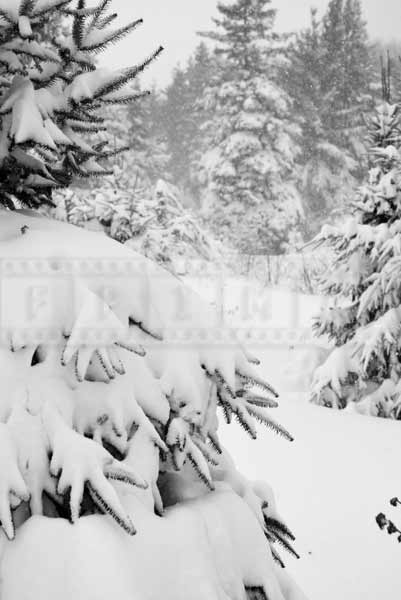 Nova Scotia forest during snow storm