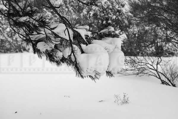 winter picture of a snow covered pine tree branch