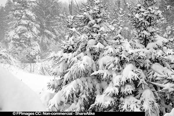 Snow covered trees