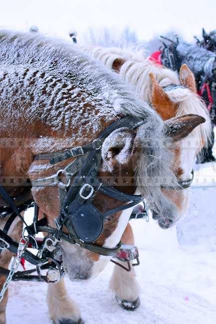 Cute snow covered horses