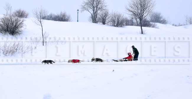 Dog sled ride - great winter activity