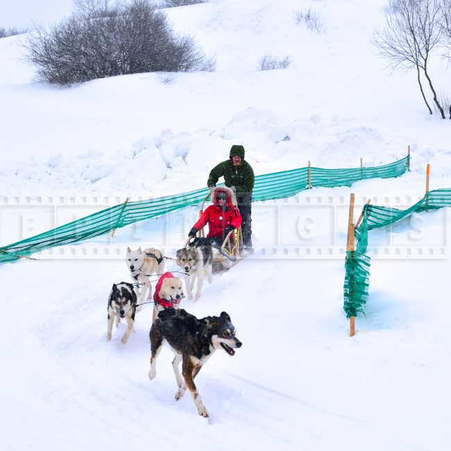 Dog sled ride - winter fun family activities, Quebec, Canada