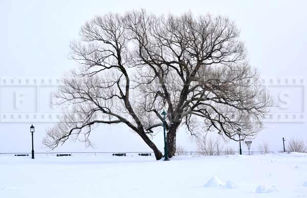 Beautiful winter landscape with a tree - the Plains of Abraham park