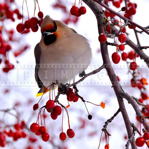 Yukon bird - Bohemian waxwing surrounded by red berries