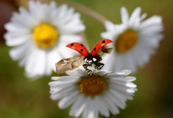 dfgdfg  Butterfly photos, Insect photography, Beautiful butterflies