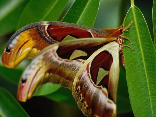 macro photography images of insects, leaves and flowers