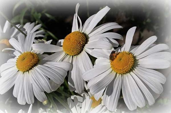 macro photography images of insects, leaves and flowers