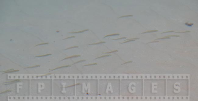 School of fish in shallow water