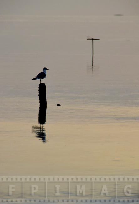 Seagull sitting on an old wooden post