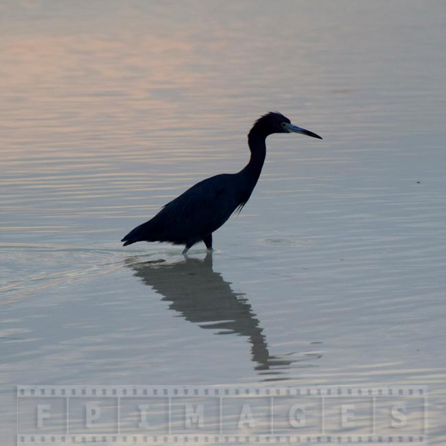 Reef Heron fishing in near the beach