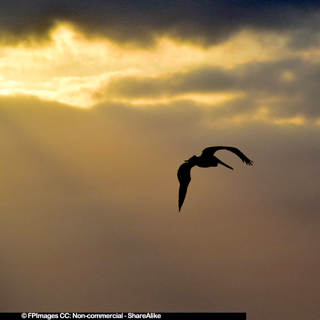 Pelican flying above Cayo Coco beach, Cuba