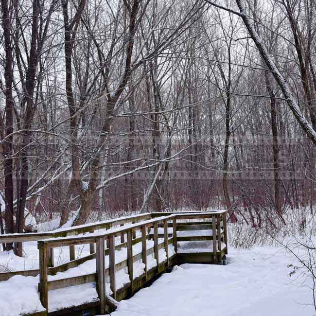 Observation bridge in wooded area