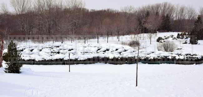 Natural hedge maze in winter