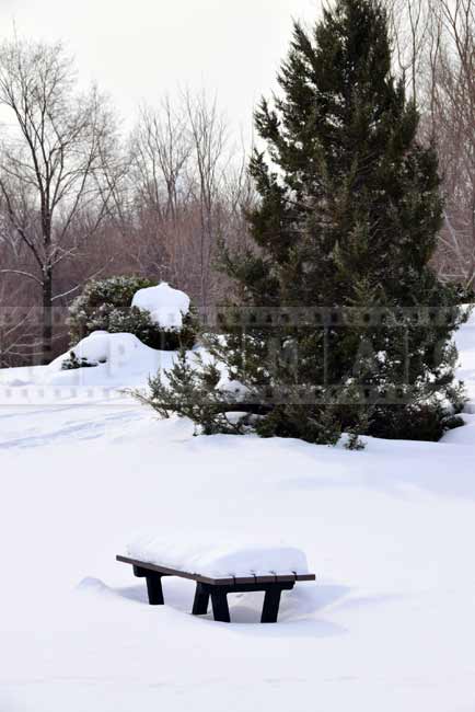 Winter scene in the park