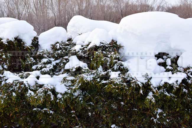 Snow on top of the hedge