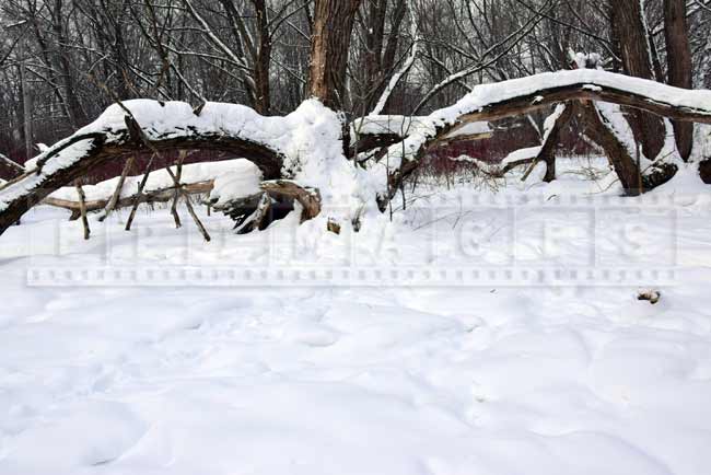 Large tree spreading branches covered in snow