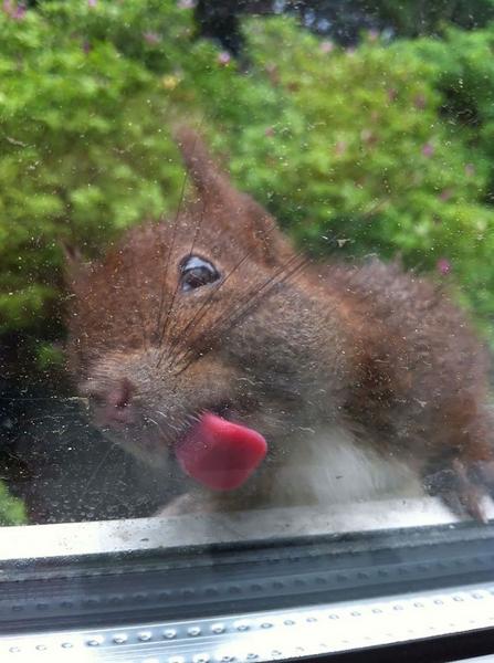 Cute Pictures of Animals Licking Glass