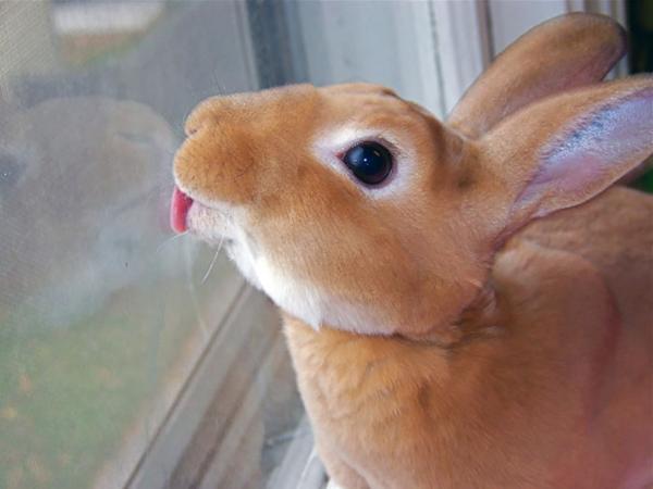 pictures of animals, pink tongue