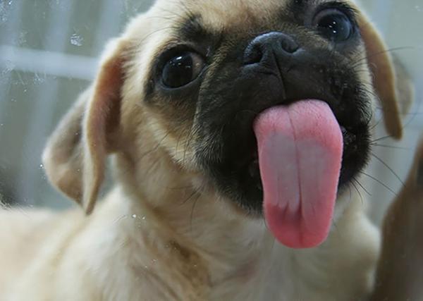 pictures of animals, pink tongue