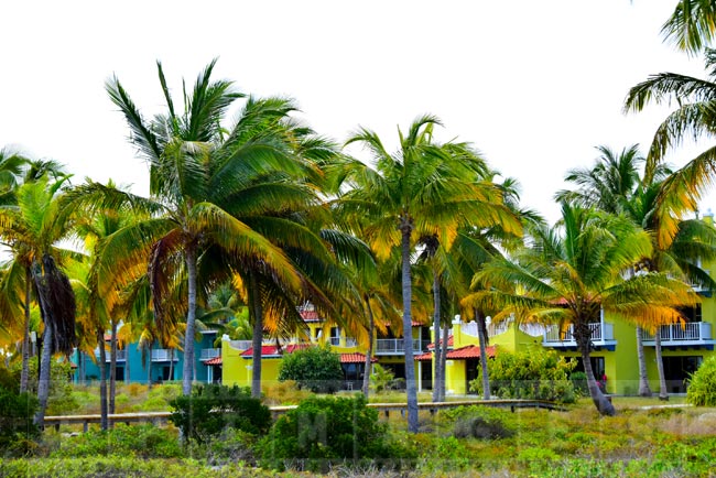 Blue and green hotel buildings nestled amongst palm trees