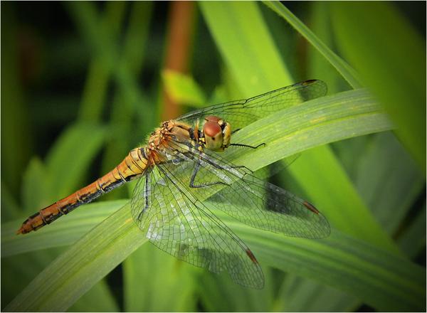 dfgdfg  Butterfly photos, Insect photography, Beautiful butterflies