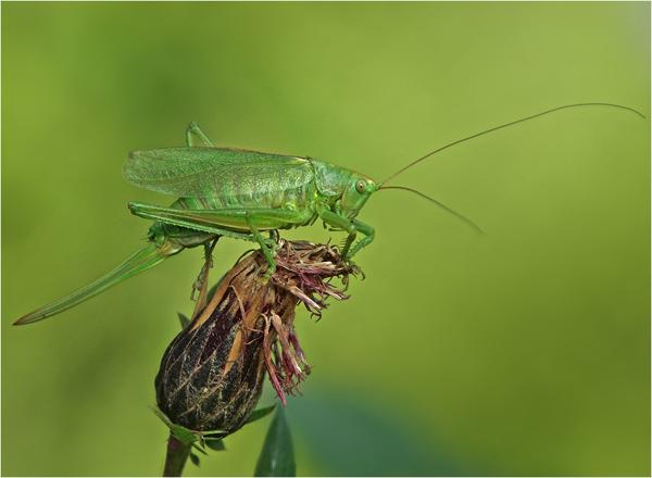 spring and summer nature photography