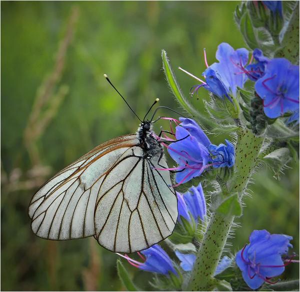 spring and summer nature photography