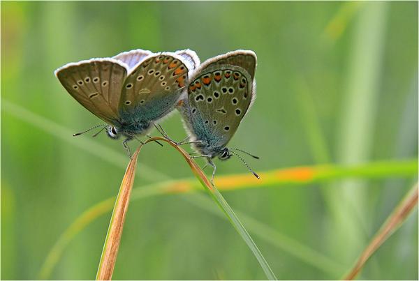 spring and summer nature photography