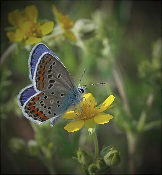 dfgdfg  Butterfly photos, Insect photography, Beautiful butterflies