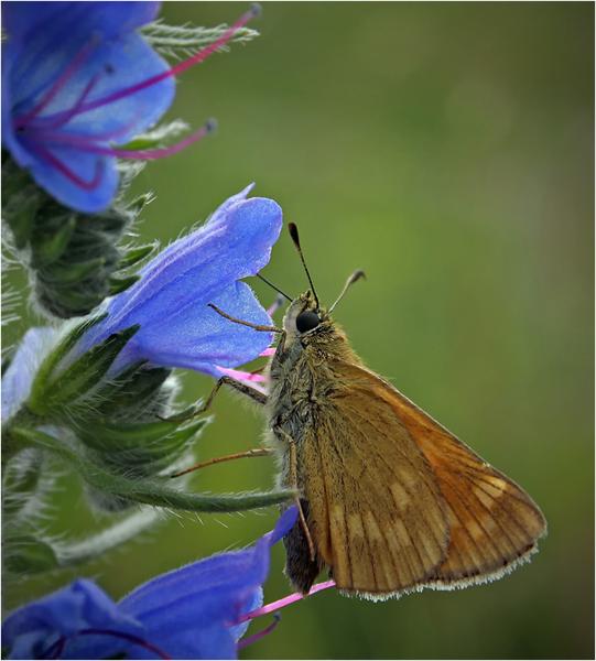 dfgdfg  Butterfly photos, Insect photography, Beautiful butterflies