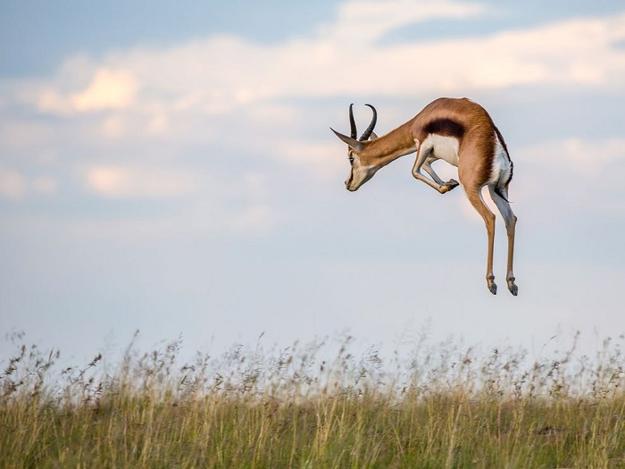 landscapes, images of birds and animals