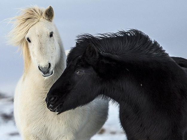 landscapes, images of birds and animals