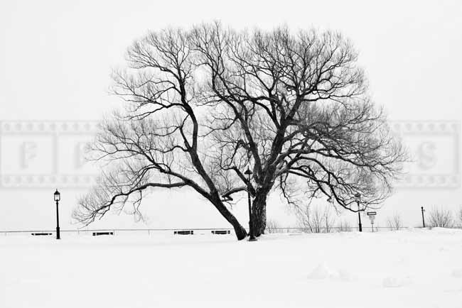 Single tree, winter landscape photo