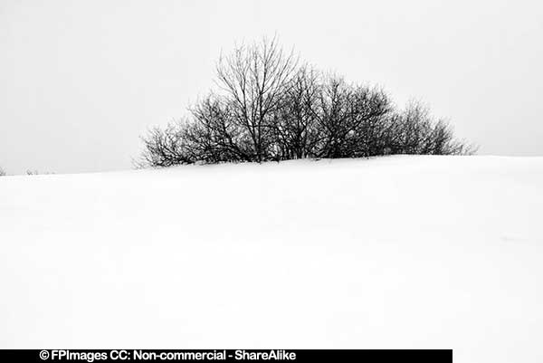 Single bush in the middle of the snow winter nature pcture