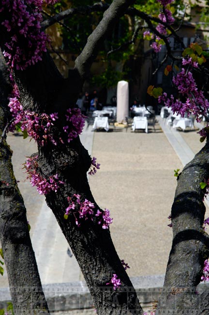 Pruple Flowers in spring, Avignon Provence