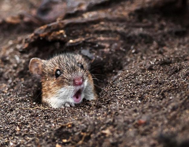 images of animals, surprised portraits