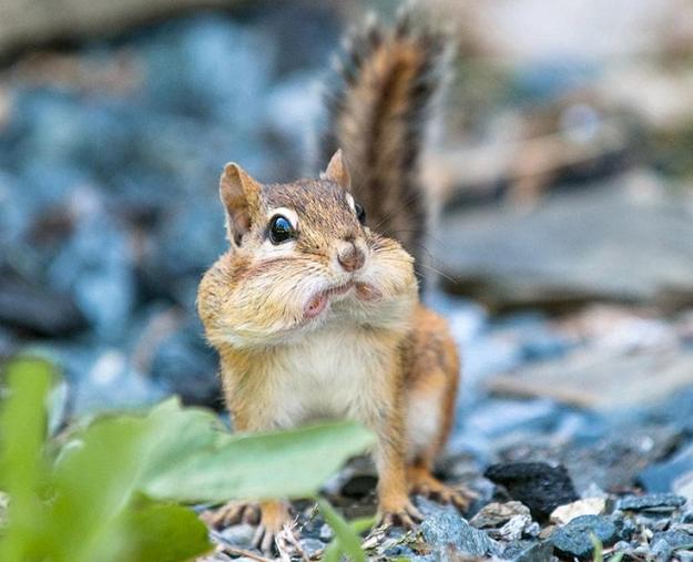 images of animals, surprised portraits