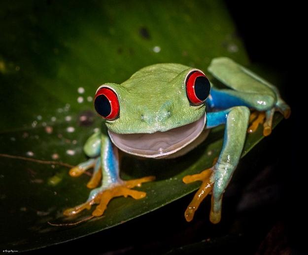 images of animals, surprised portraits